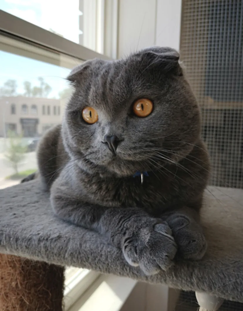 Blue, a gray cat